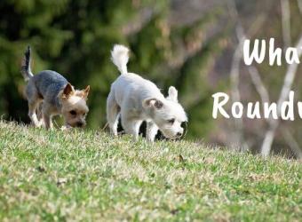 What are Roundworms?