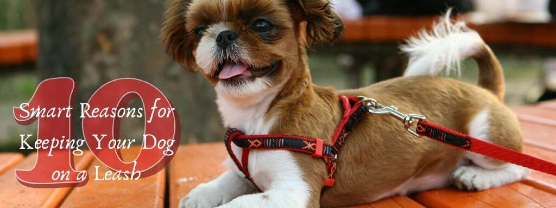 A happy dog on a leash