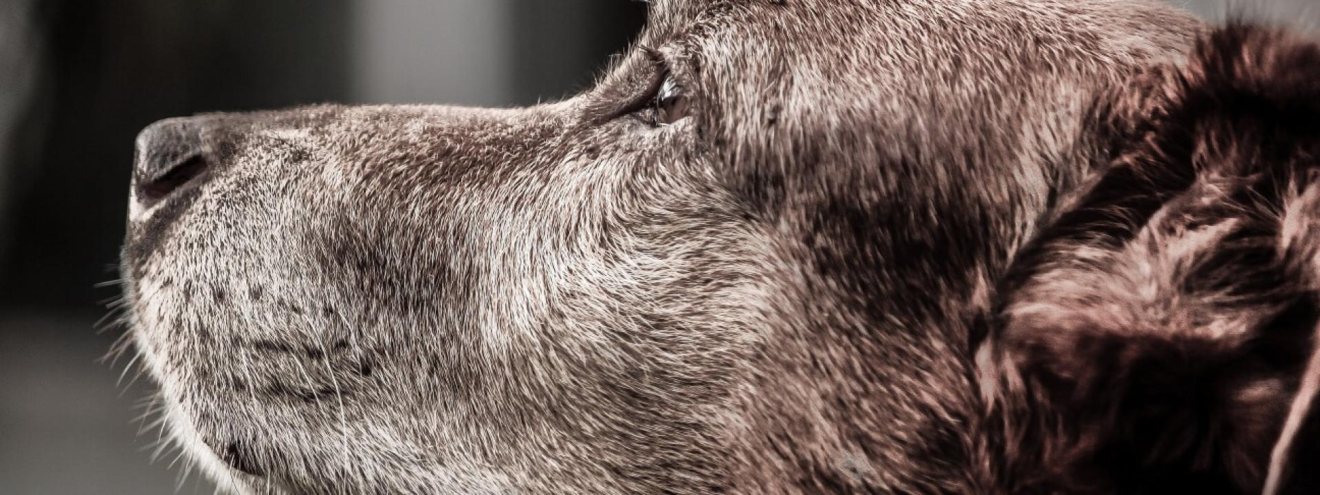 Grey-faced dog