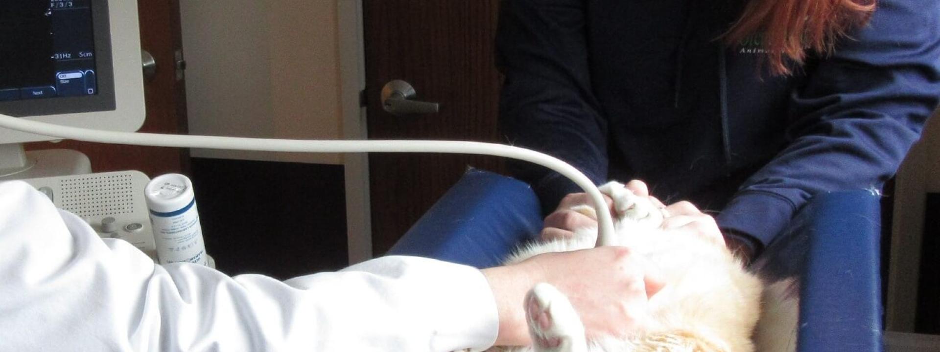CVT holding during Ultrasound