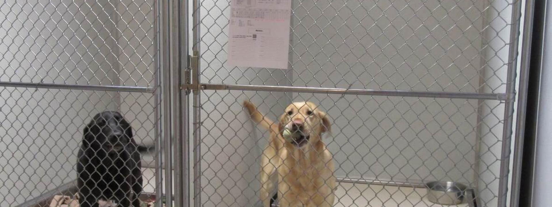 Two labs in kennel