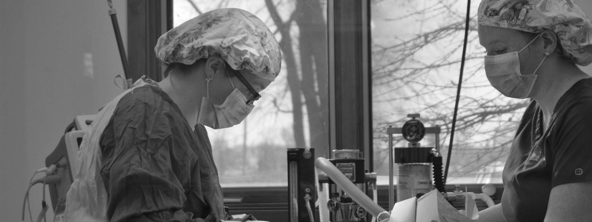 Veterinarian in surgery with nurse