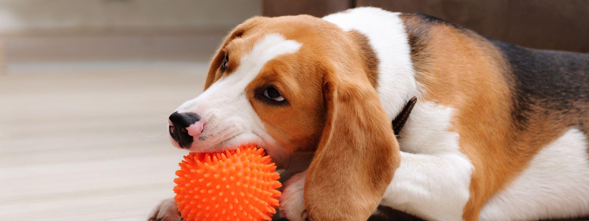 Kennel Attendants at Orchard Road Animal Hospital