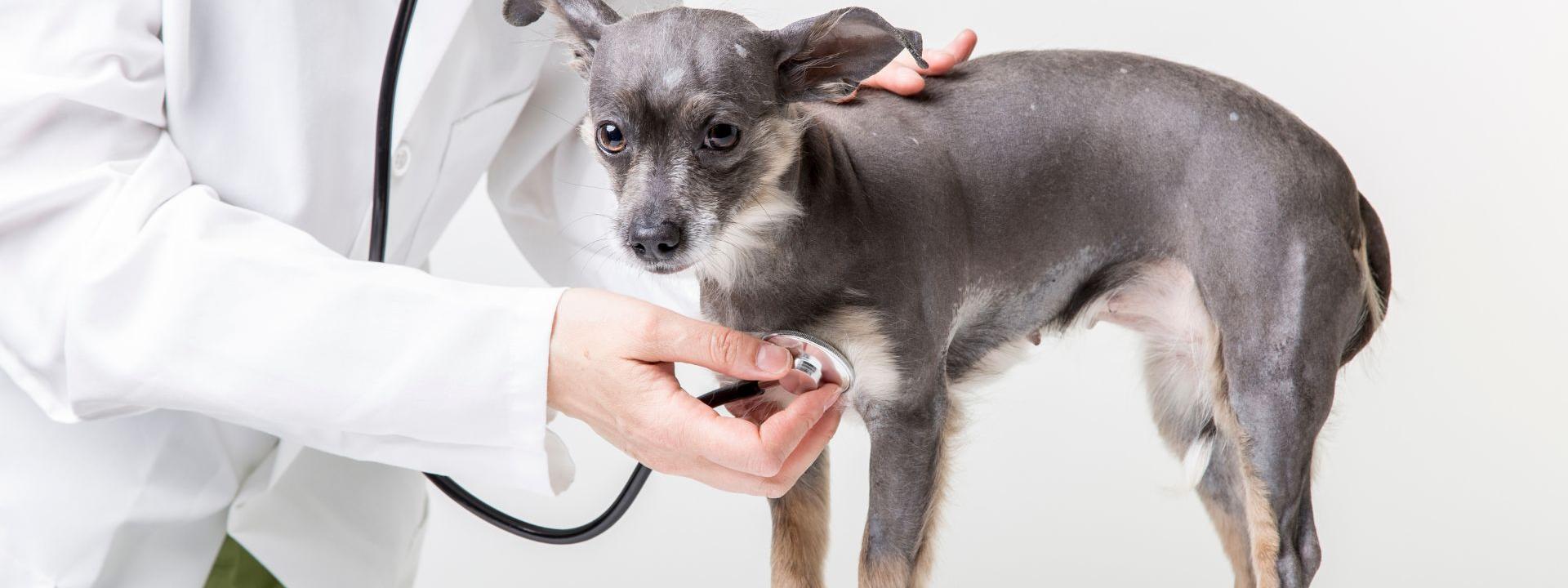 Veterinarians at Orchard Road Animal Hospital