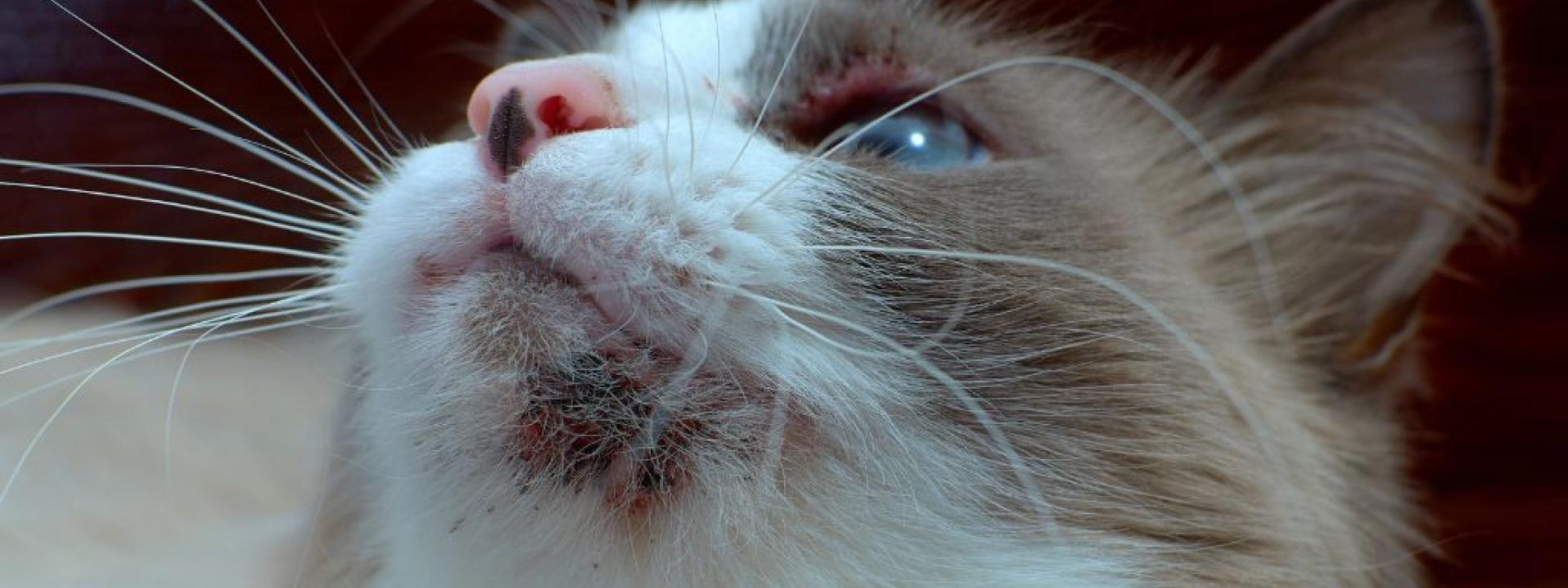 Cat with chin acne
