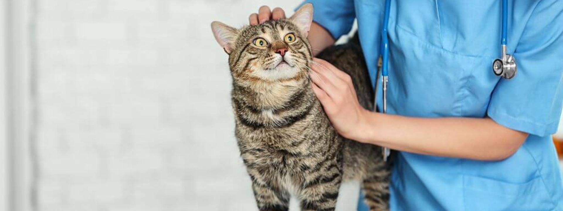 Cat at a feline-only vet clinic
