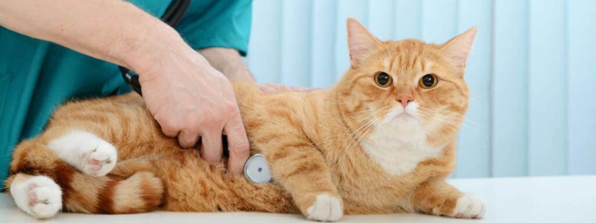 Cat at the vet for a cat wellness exam