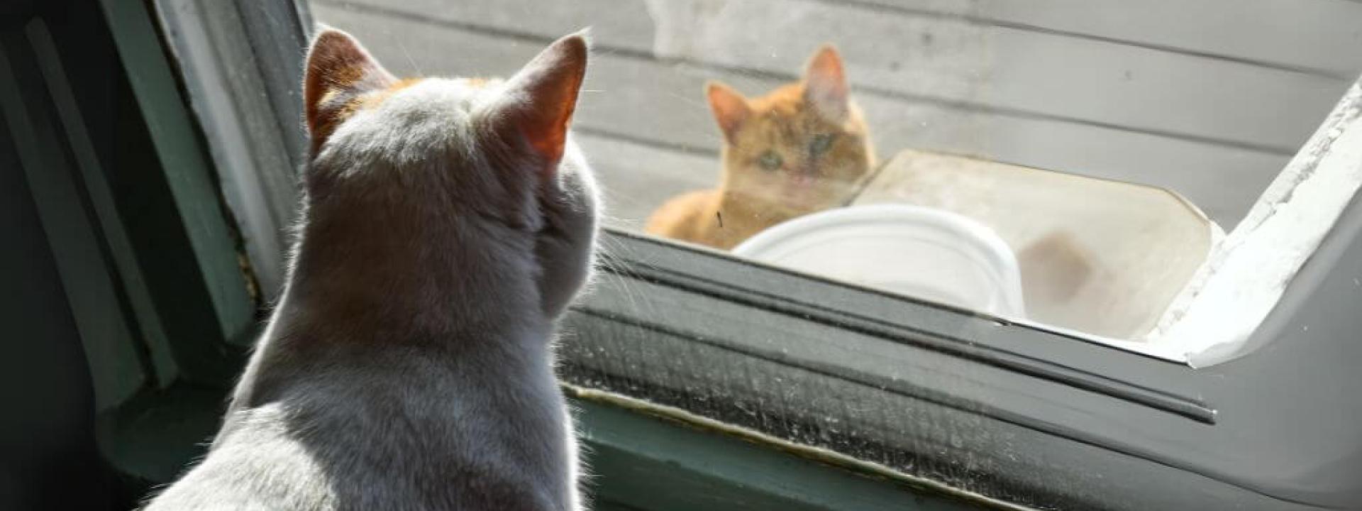 Orange outdoor cat and white indoor cat looking at each other through door.