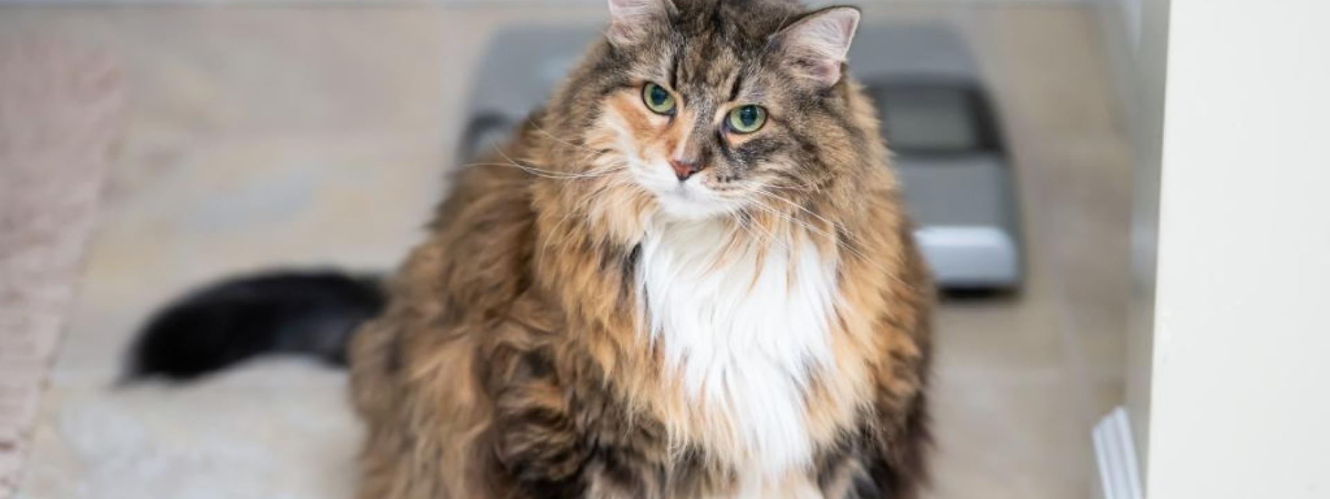 Adorable overweight cat in front of scale.