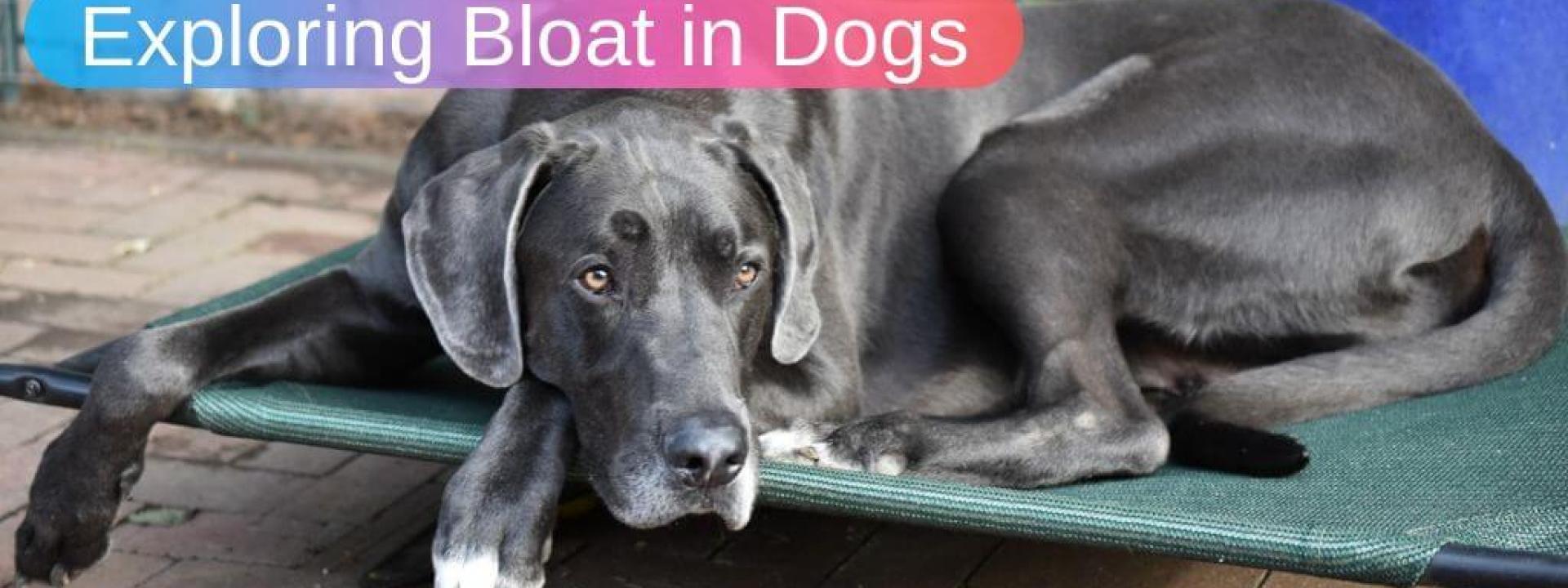 Great Dane laying on bed