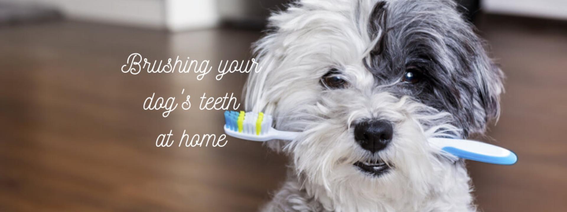 brush my dog's teeth at home