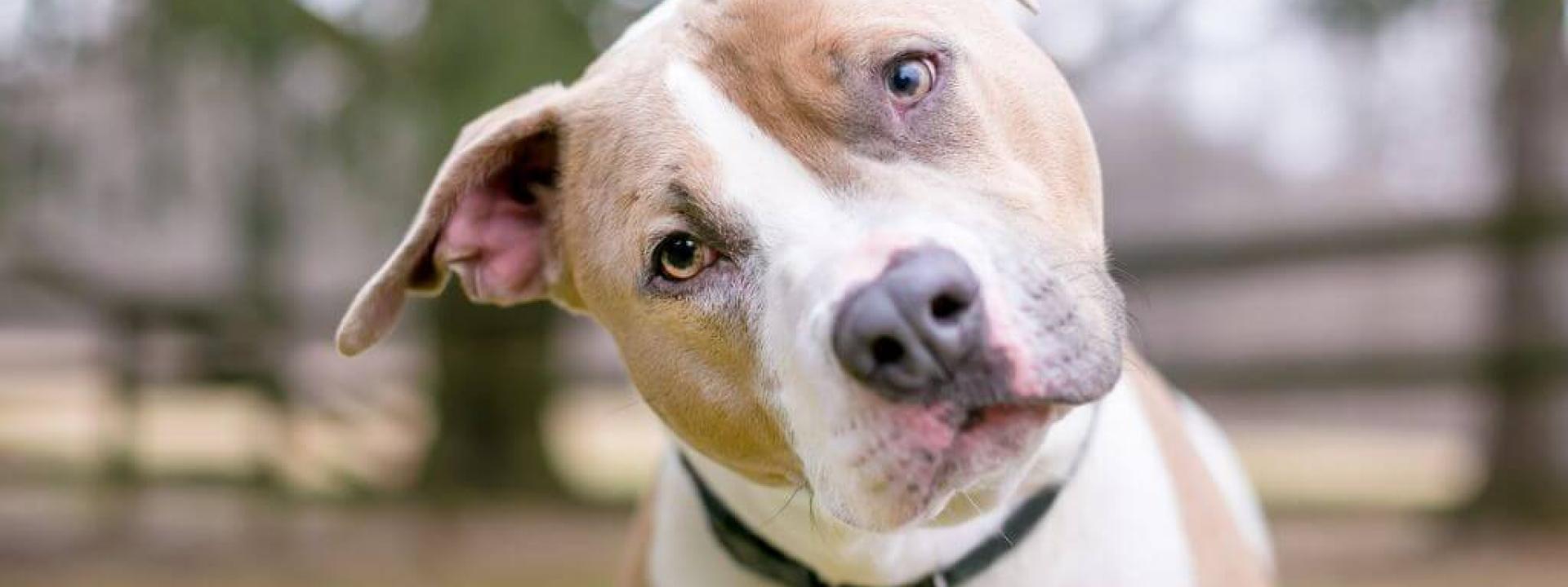 Can My Dog or Cat Take Human Medication?