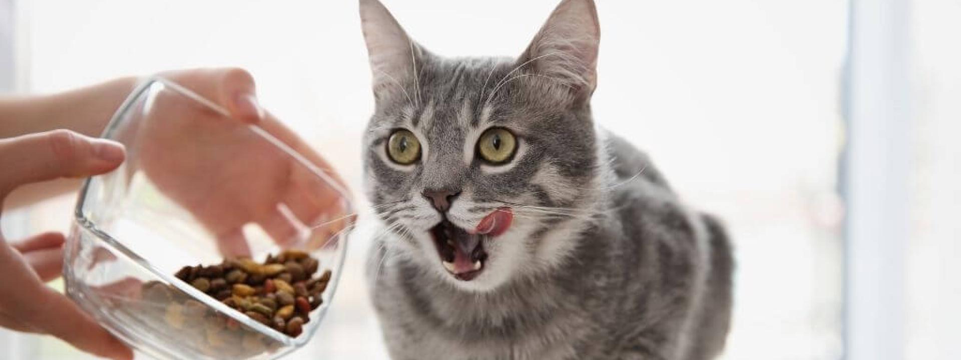 cat nutrition tips