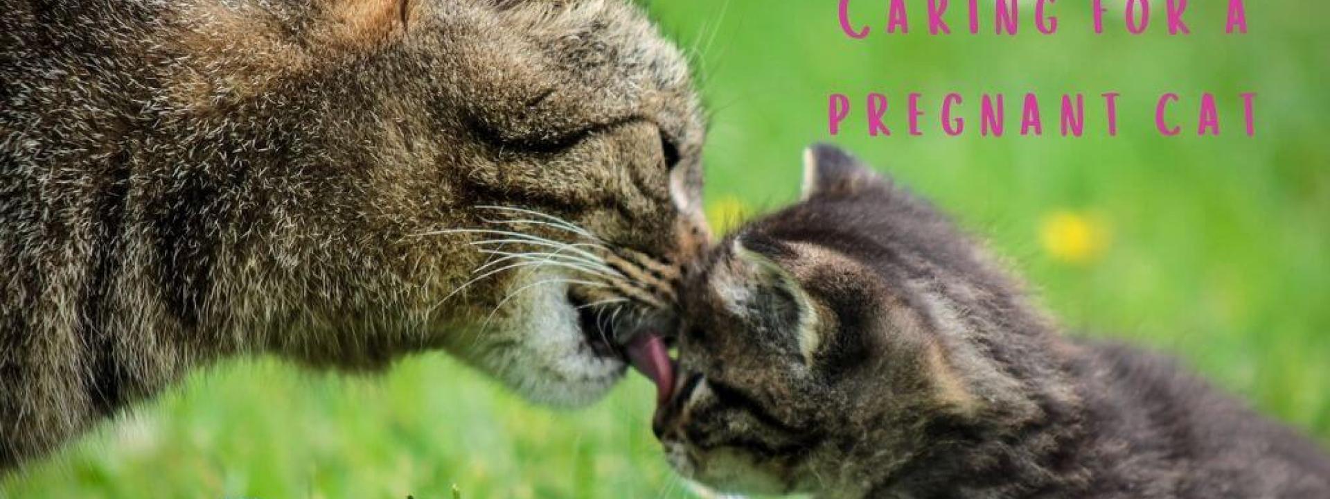Cat and kitten