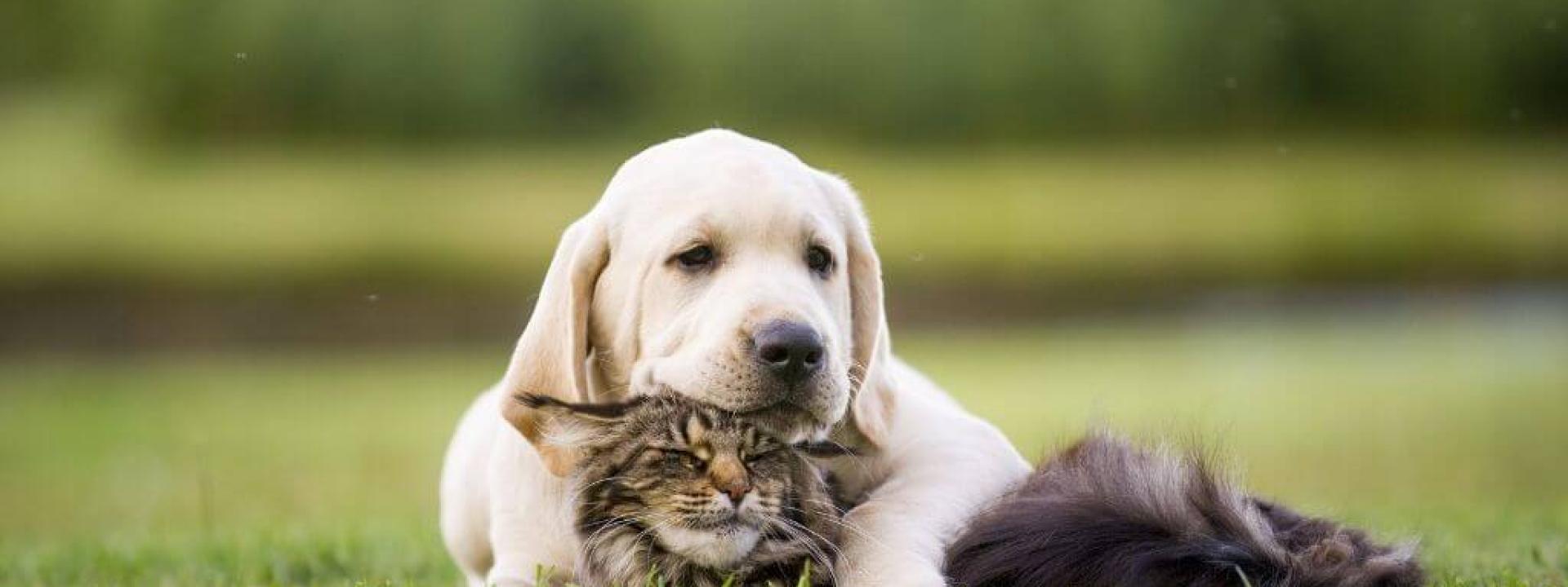 dog and cat flea and tick prevention