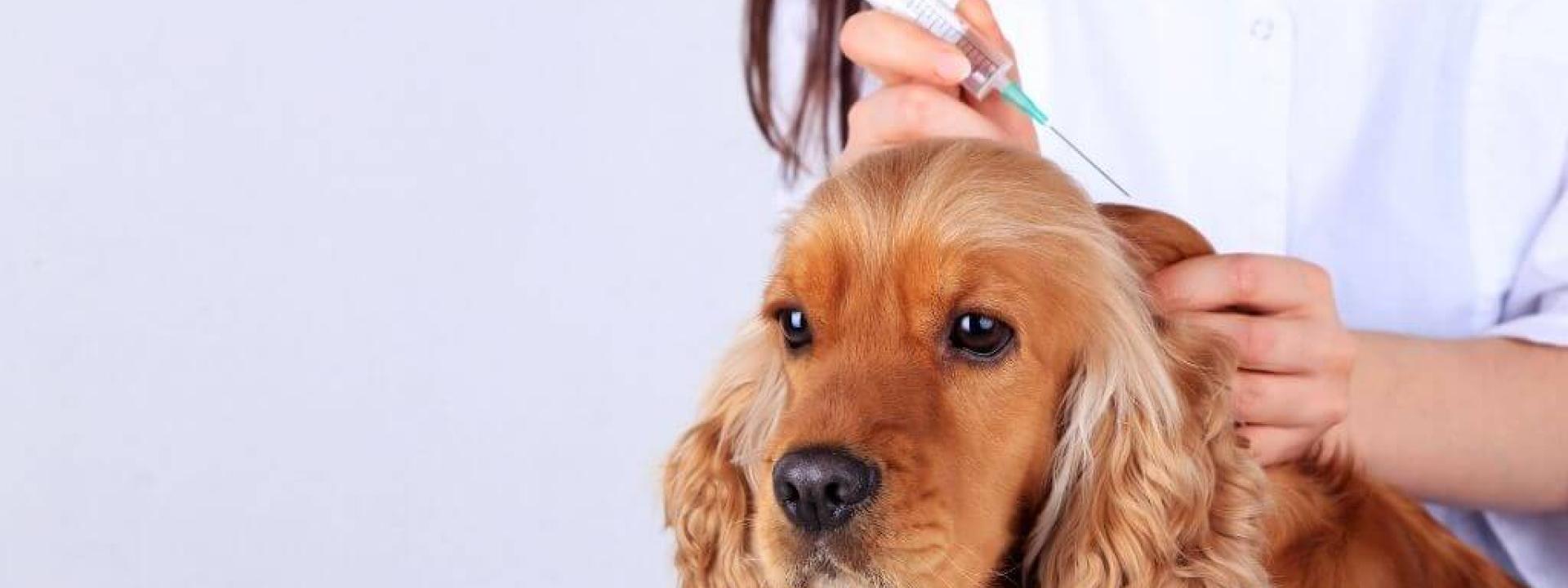 dog vaccination guide