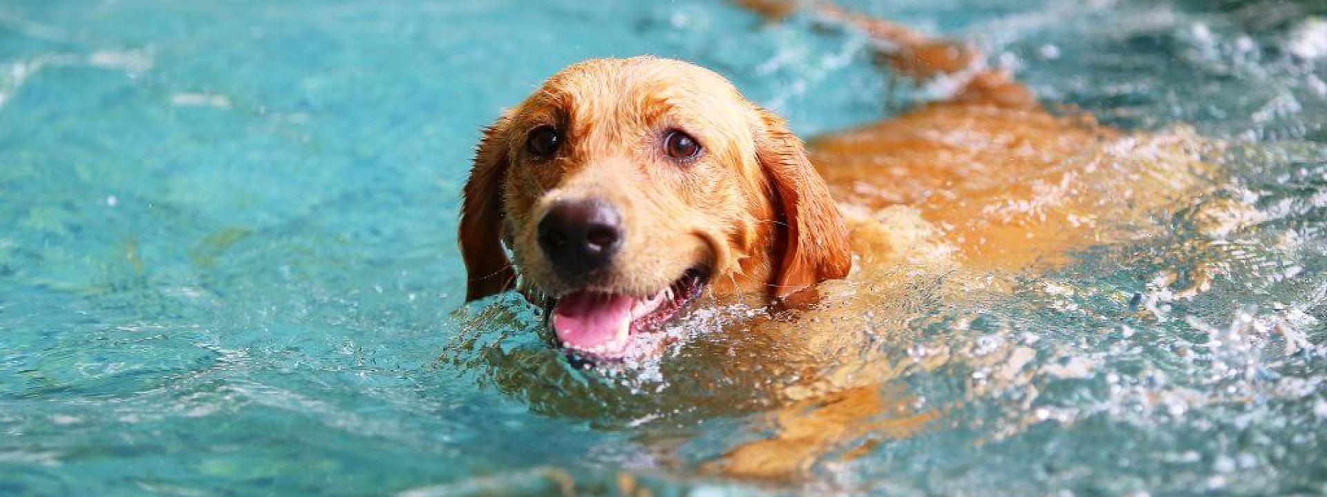 Dog swimming in water, at an increased risk for dog sunburn