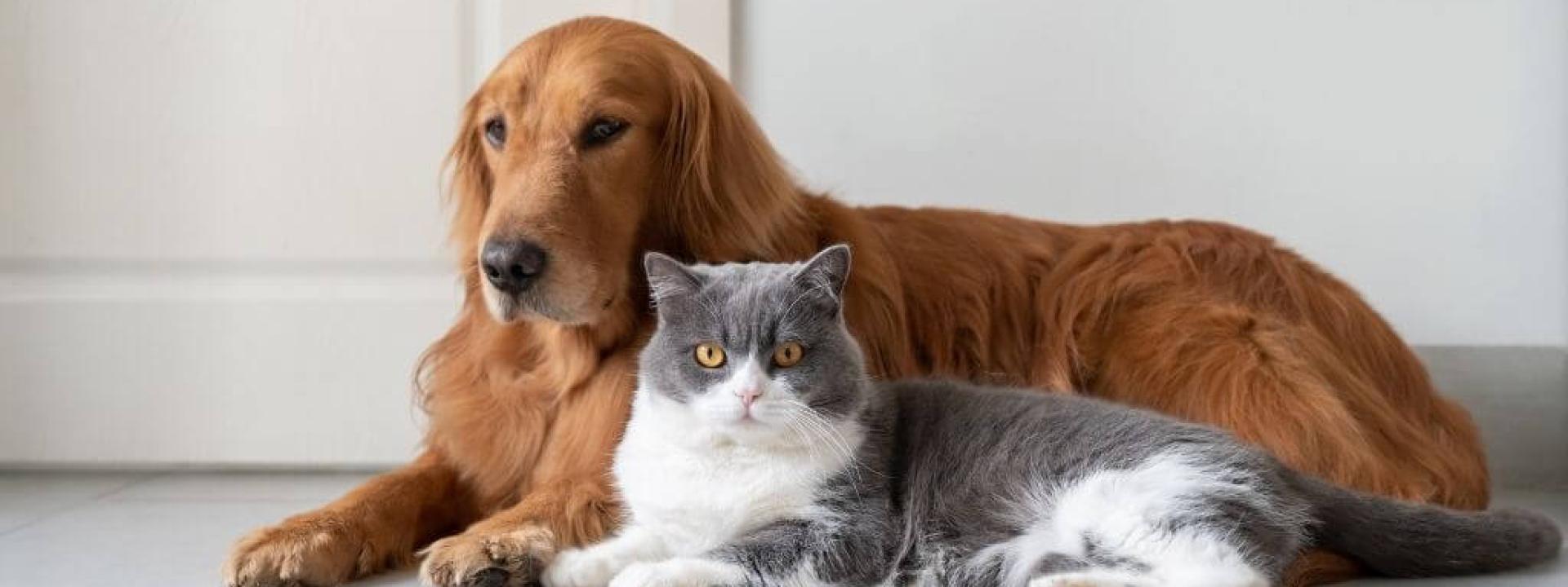 use of CBD on dogs and cats