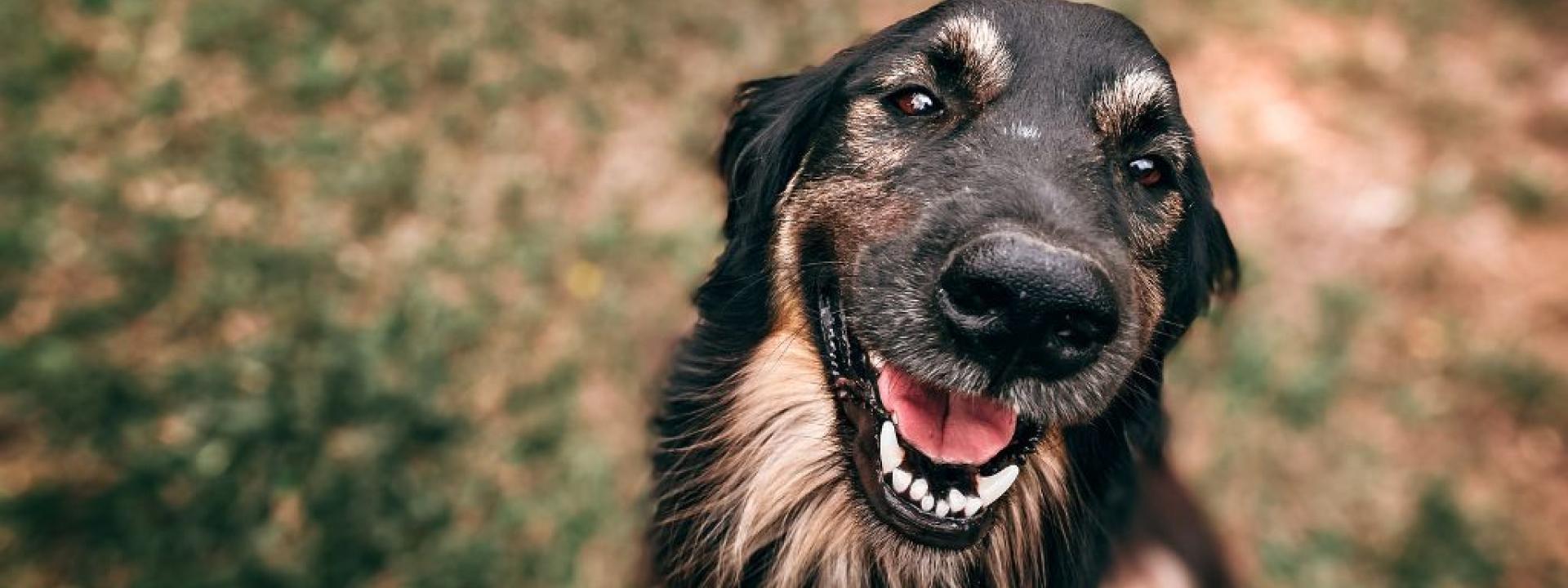 Pet Eye Health: Everything You Need to Know About Common Dog & Cat Eye Disorders — Part II