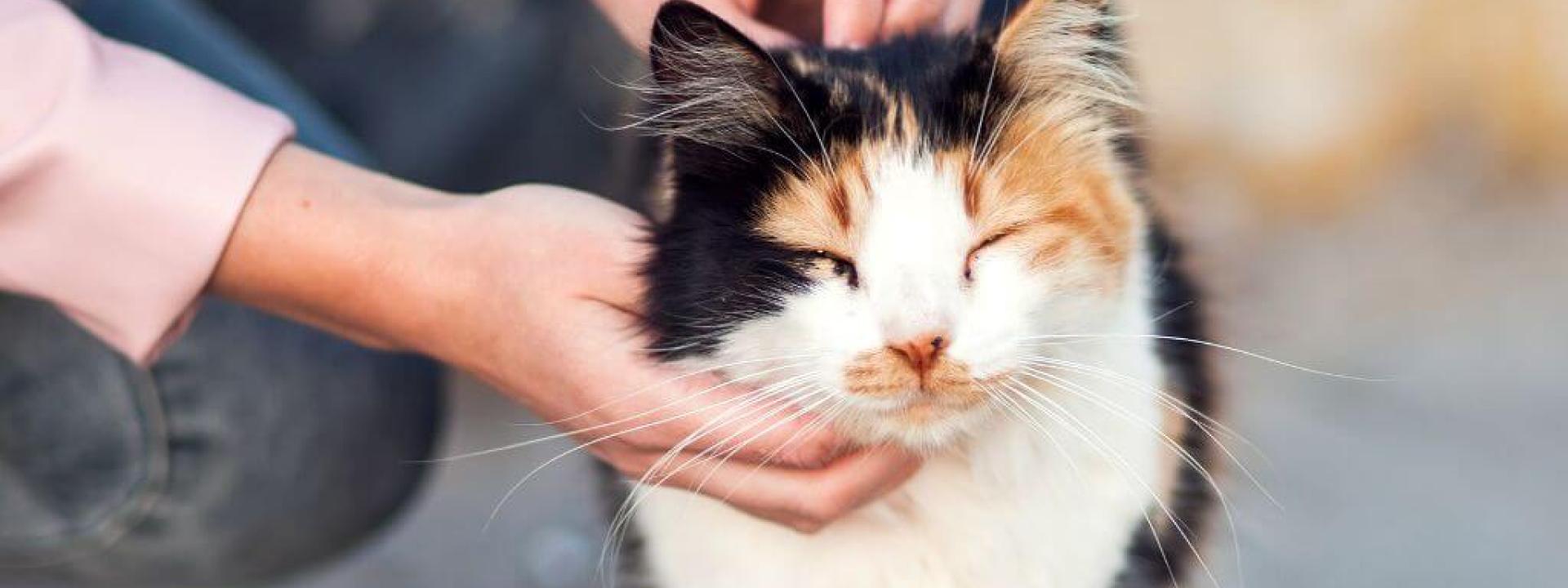 Calico cat being pet by owner.