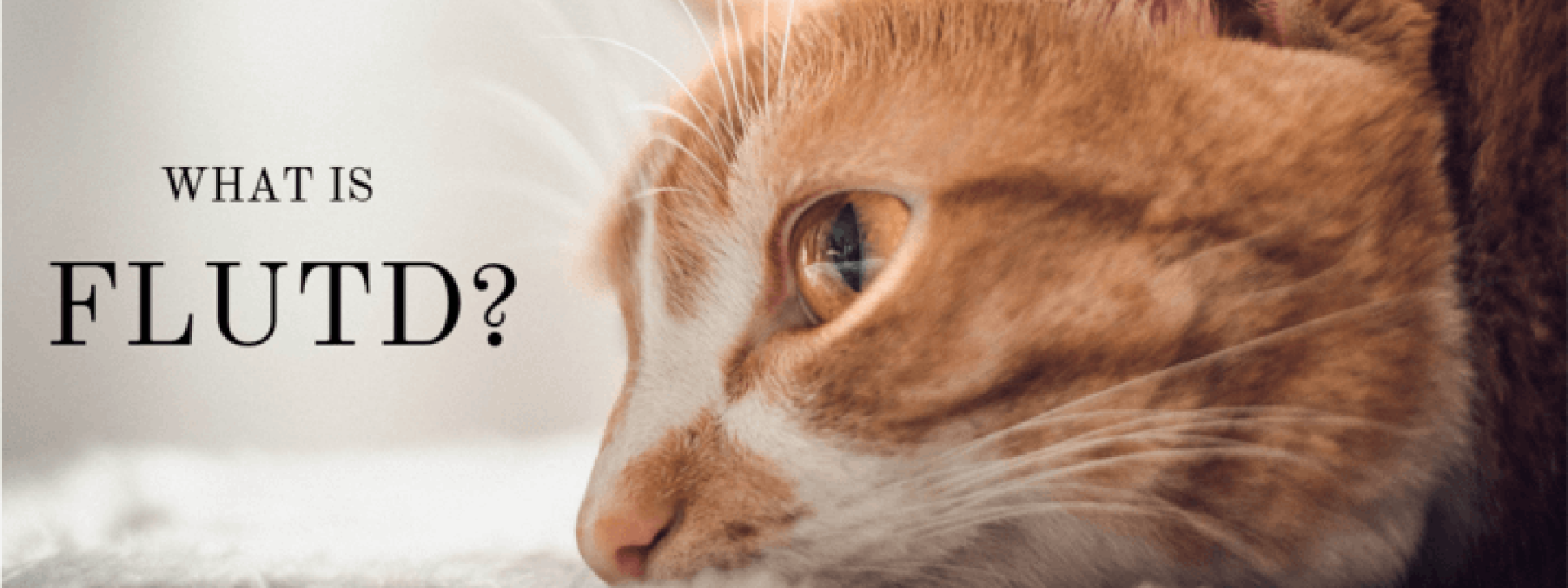 Feline Urinary Issues