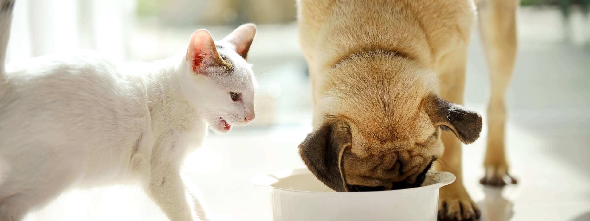 human food for cats list