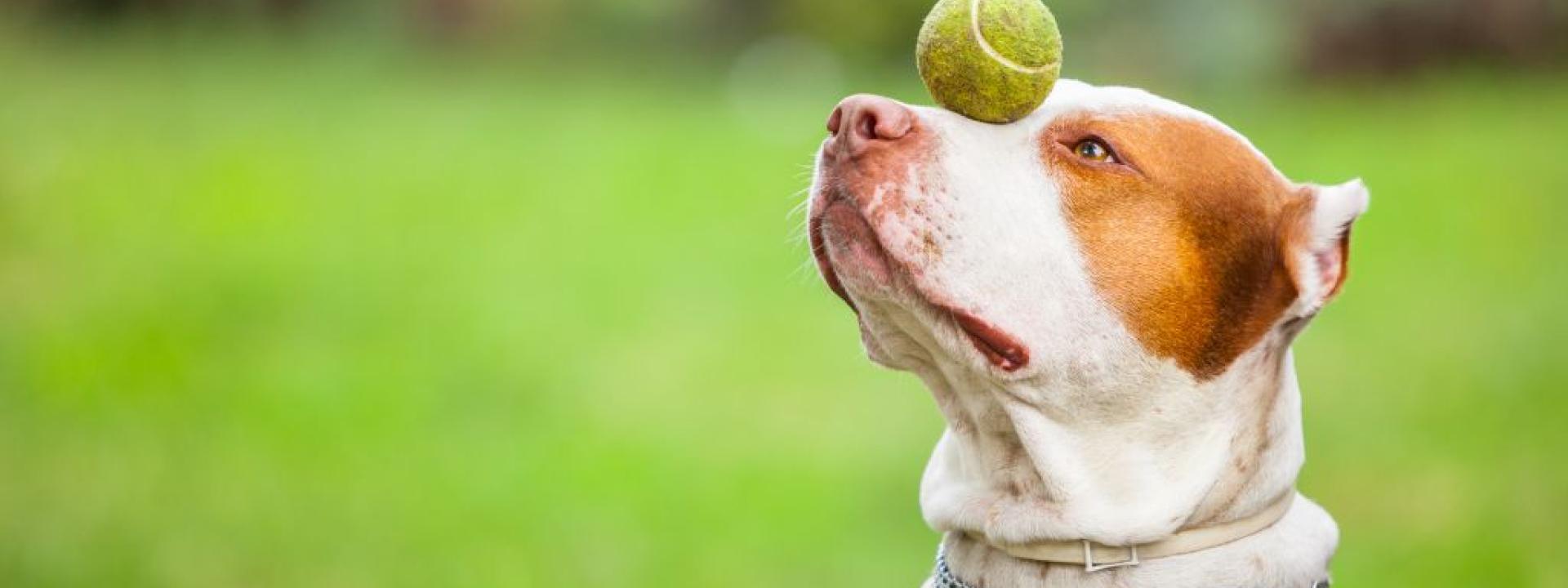A dog balancing a ball on its health for training and pet enrichment.