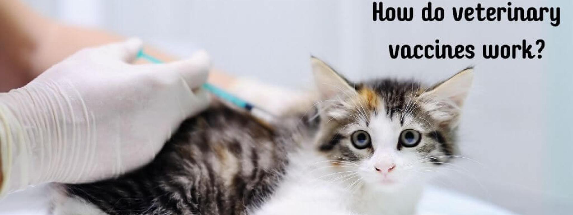 Kitten receiving vaccine at the vet