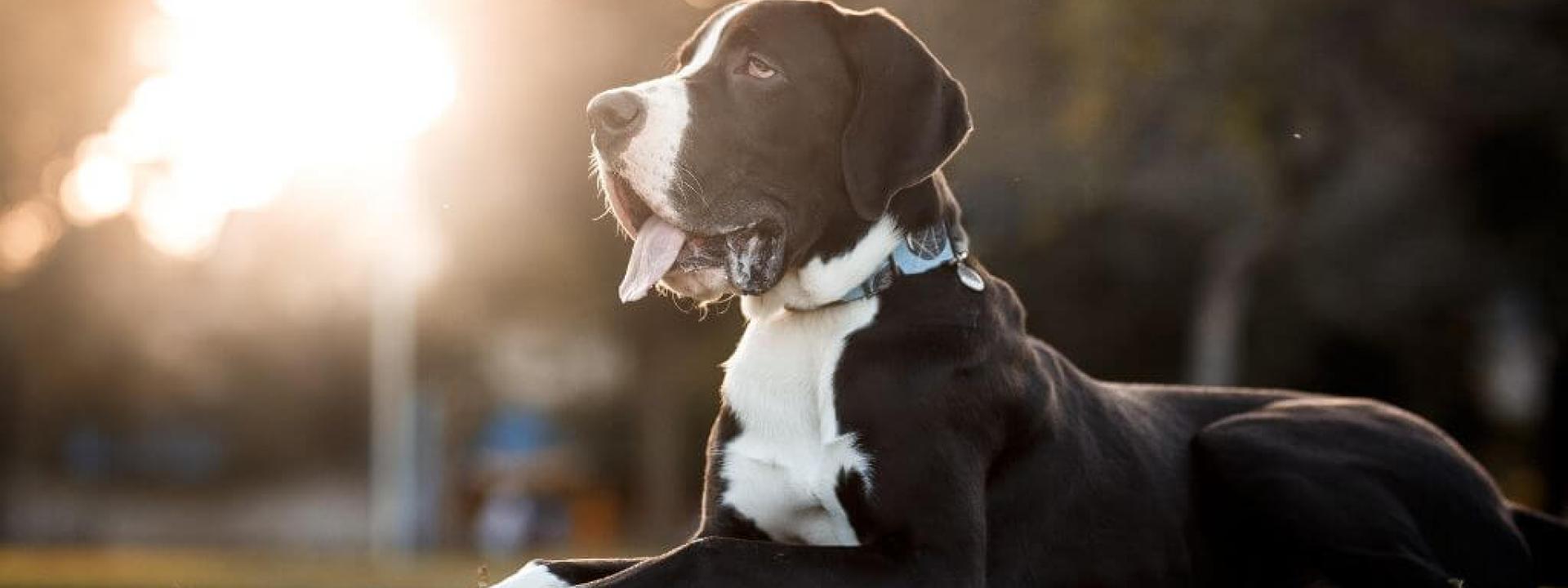 Great Danes are prone to bloat and gastropexy is often recommended for the breed