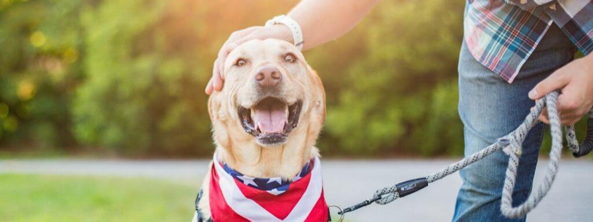 keep your pets safe on 4th of July with microchipping