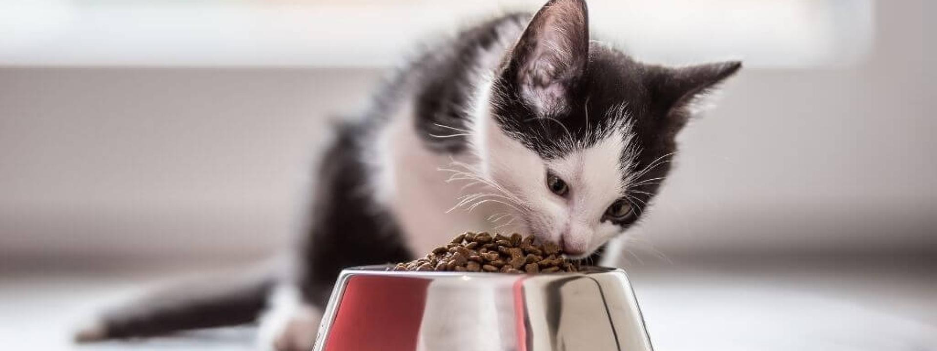 kitten nutrition tips