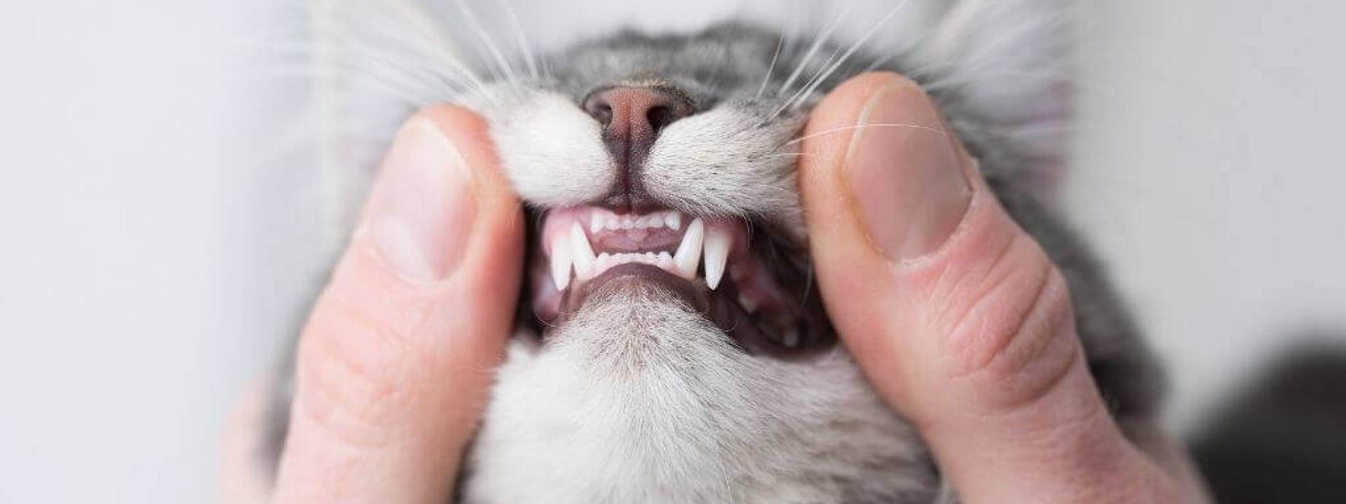 pet dental health month cat care