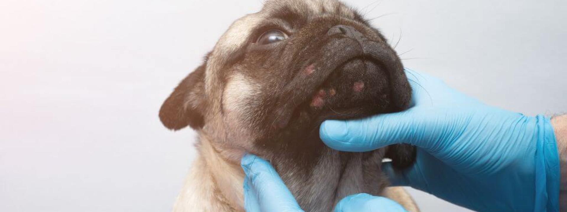 Phovia Fluorescent Light Therapy: A Breakthrough in Pet Dermatological Care