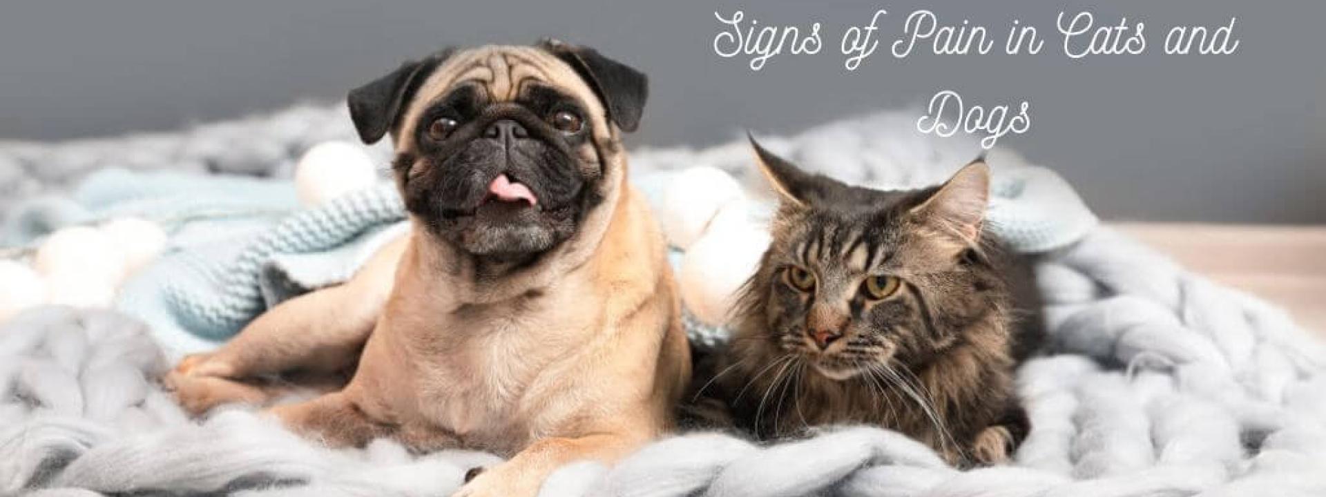 Signs of Pain in Cats and Dogs