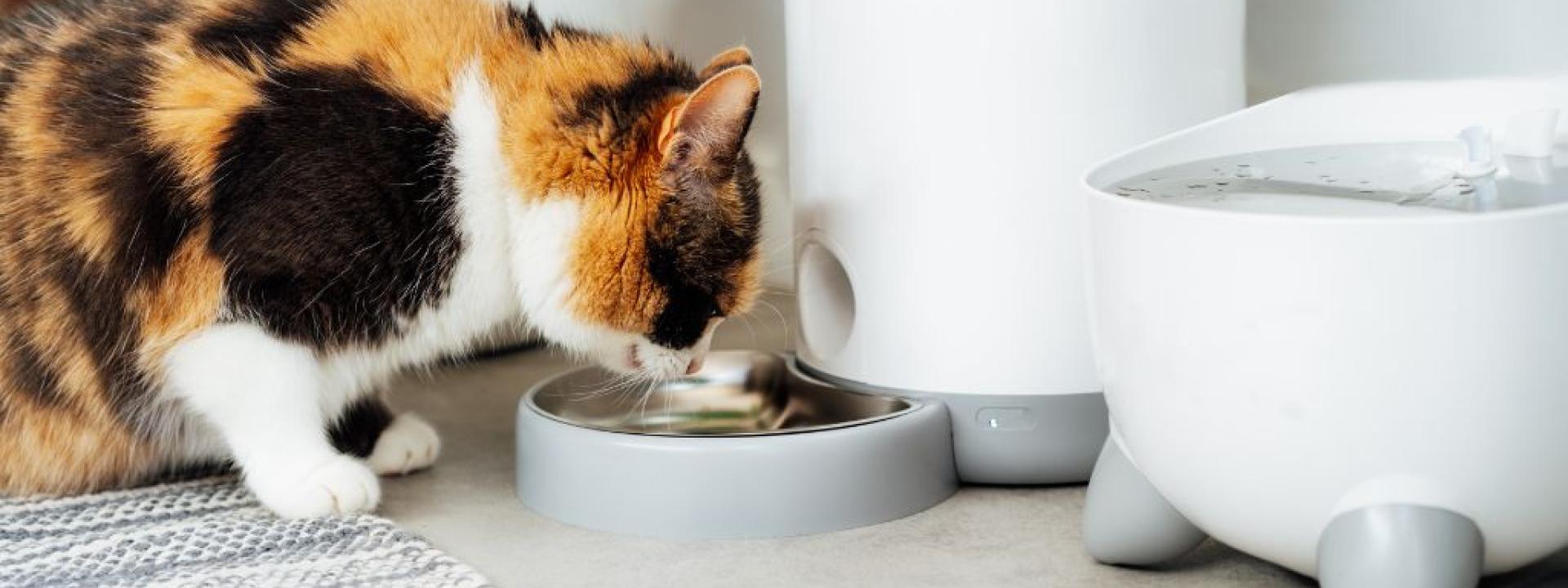 A cat eating from an automated feeder with Smart Pet Technology