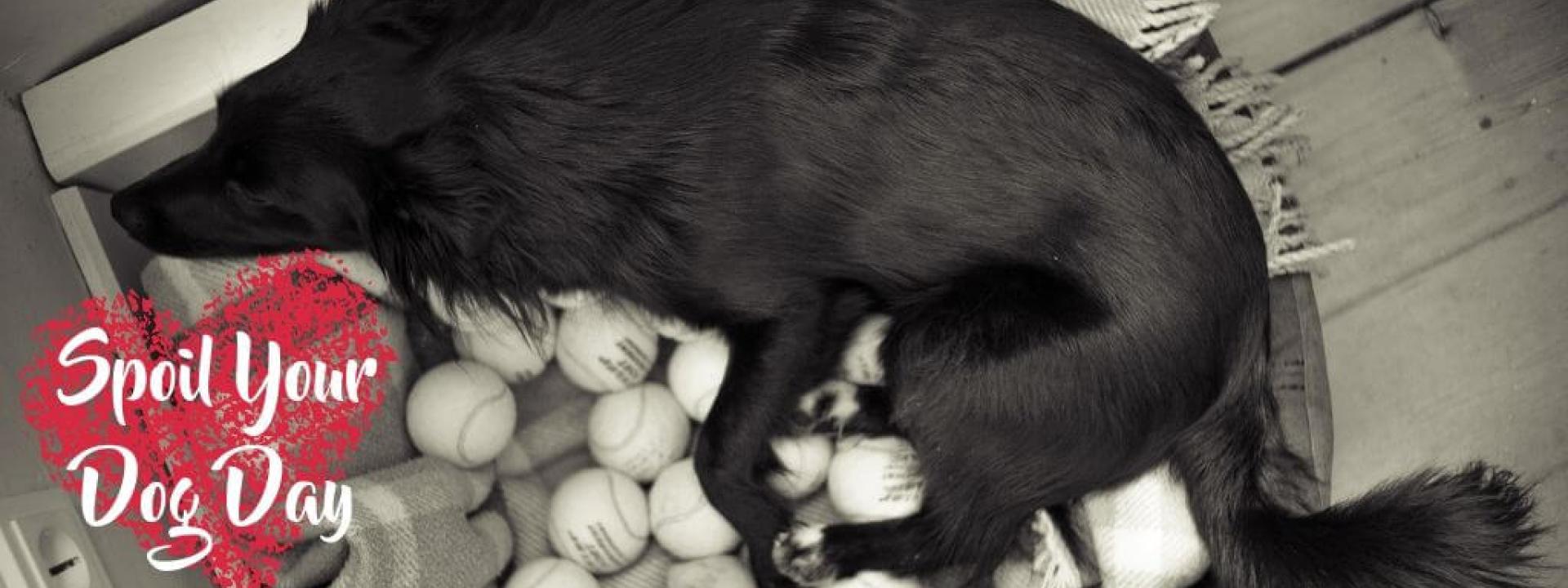 Dog laying in bed with lots of toys