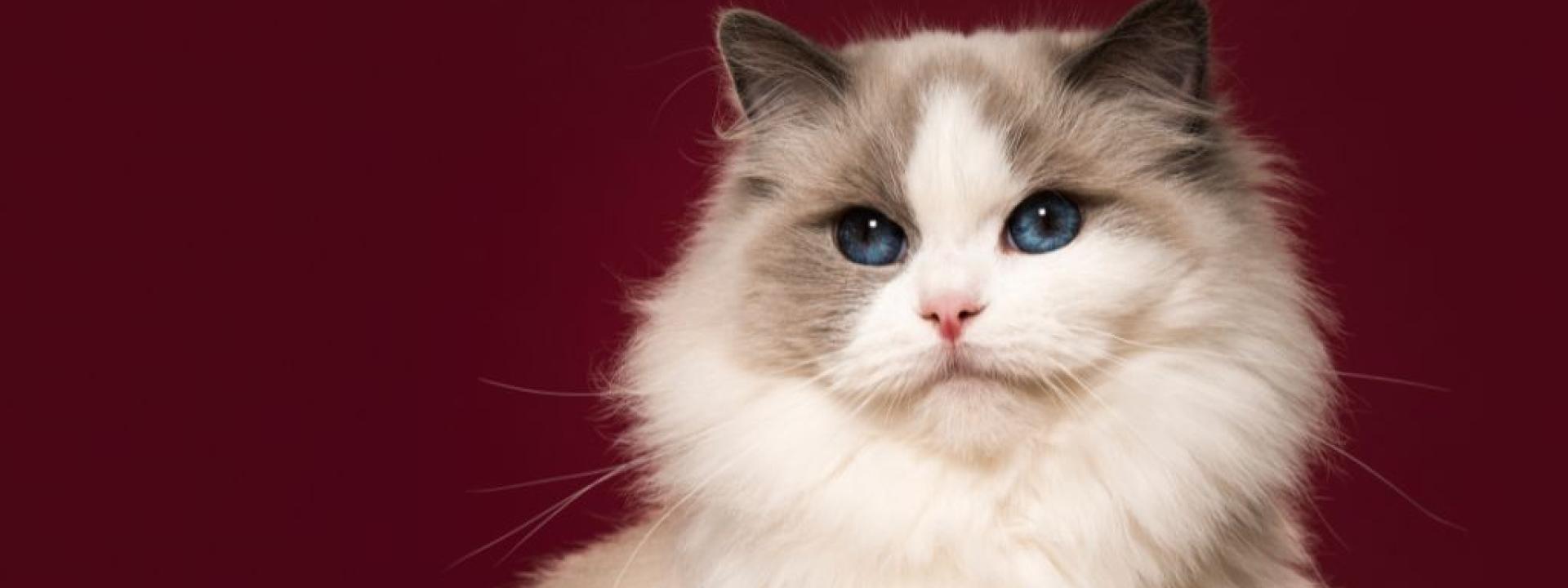 A ragdoll cat, a great pet for first-time cat owners
