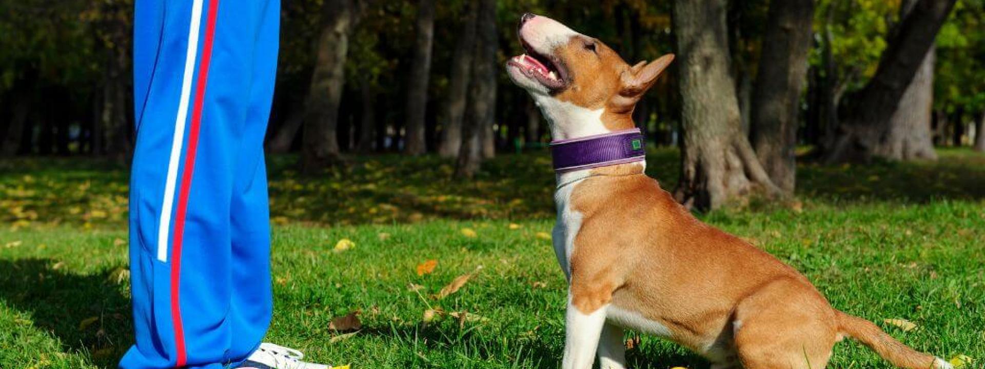 A bull terrier dog training with its owner outside.