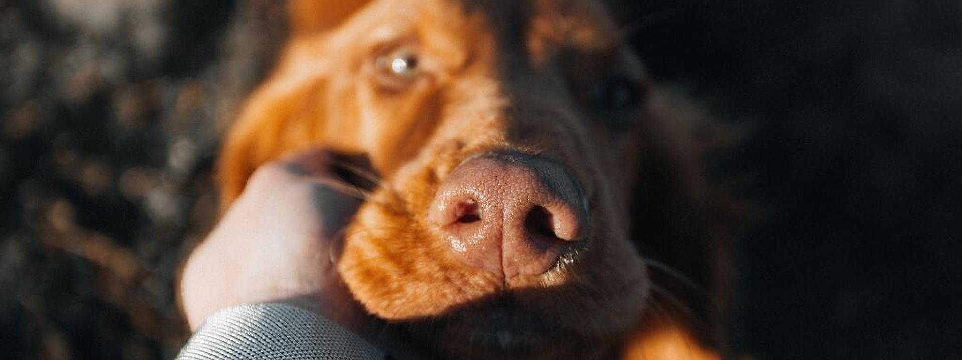 A close up of a dogs head being held in its owners hands