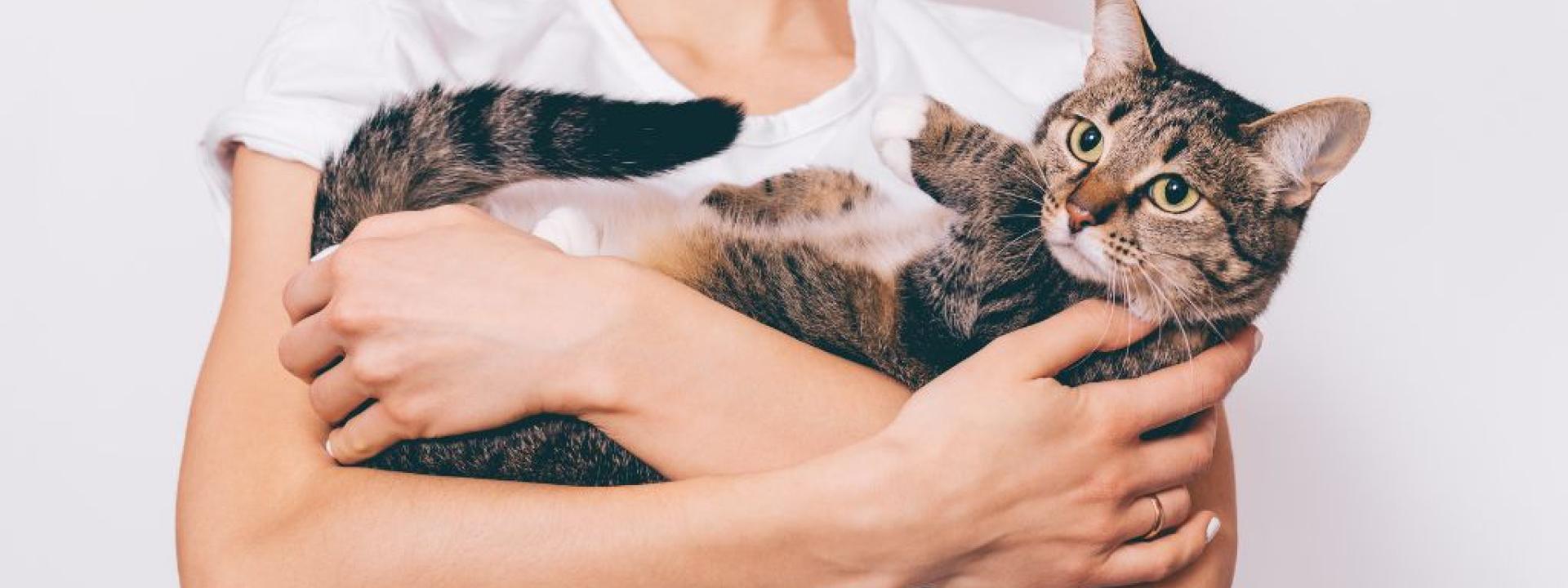 An owner holding their new cat