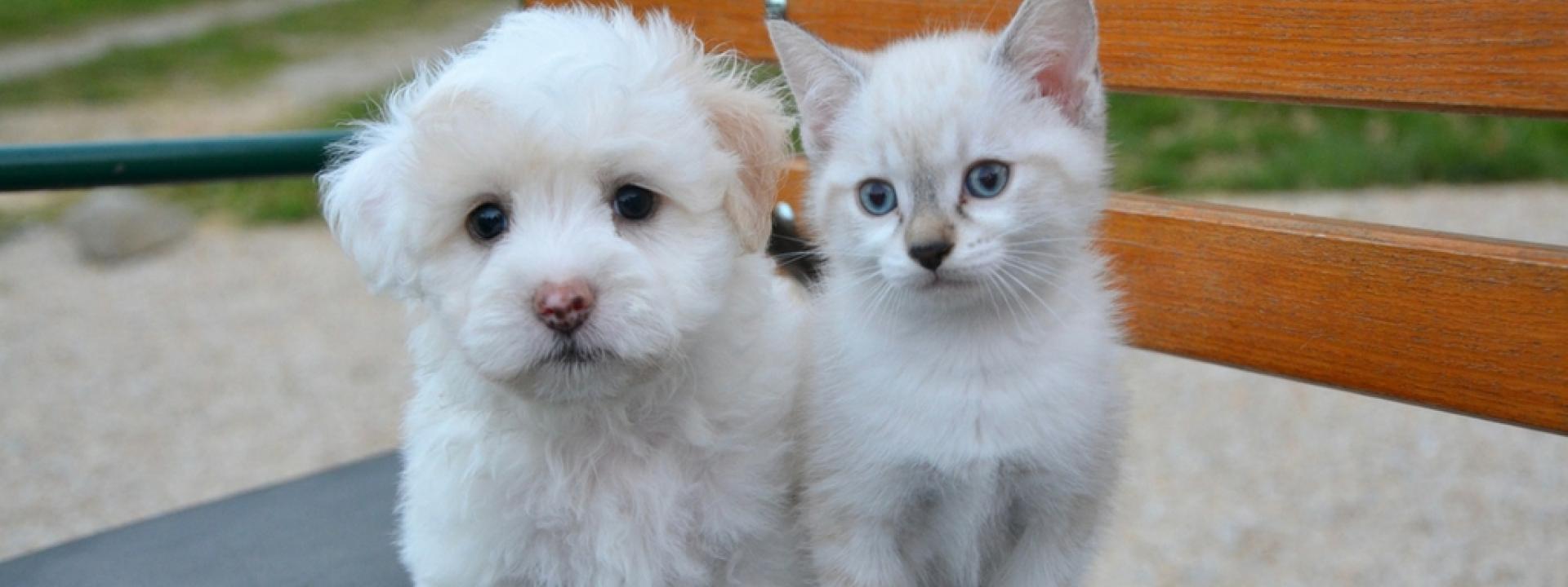 Finding the Right Vaccine Protocol for Your Pet