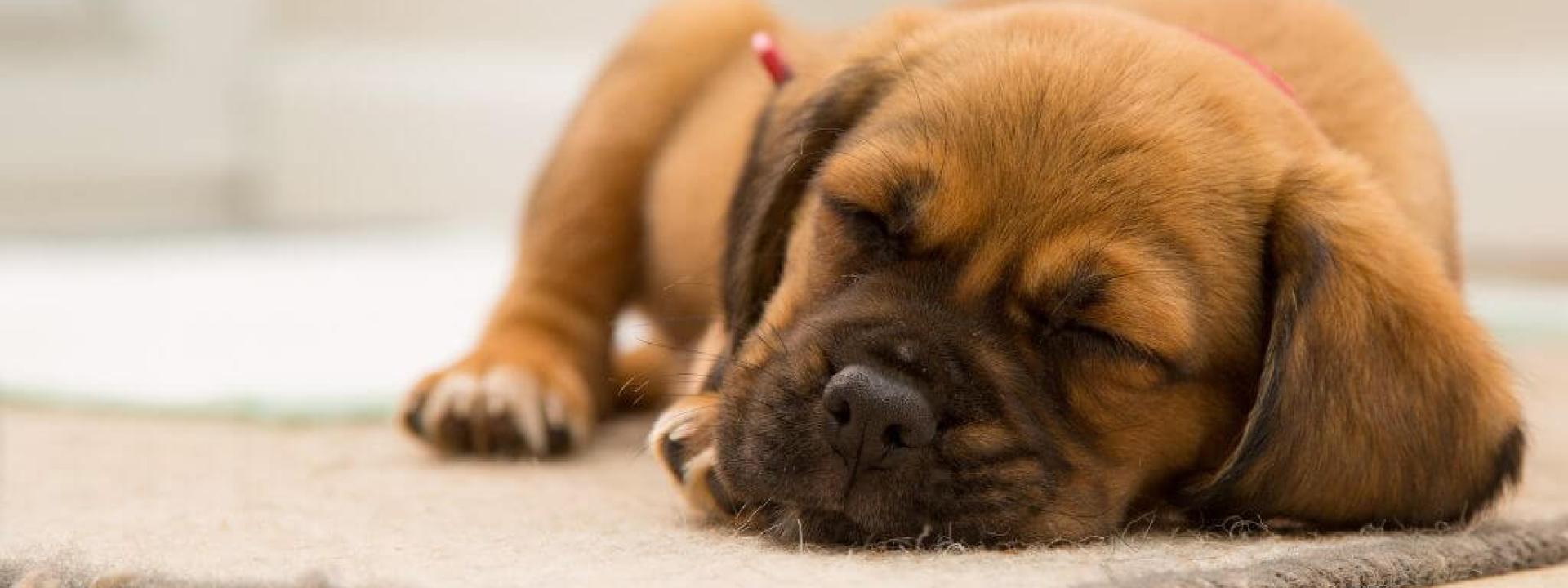 A dog on bed rest as part of kennel cough treatment