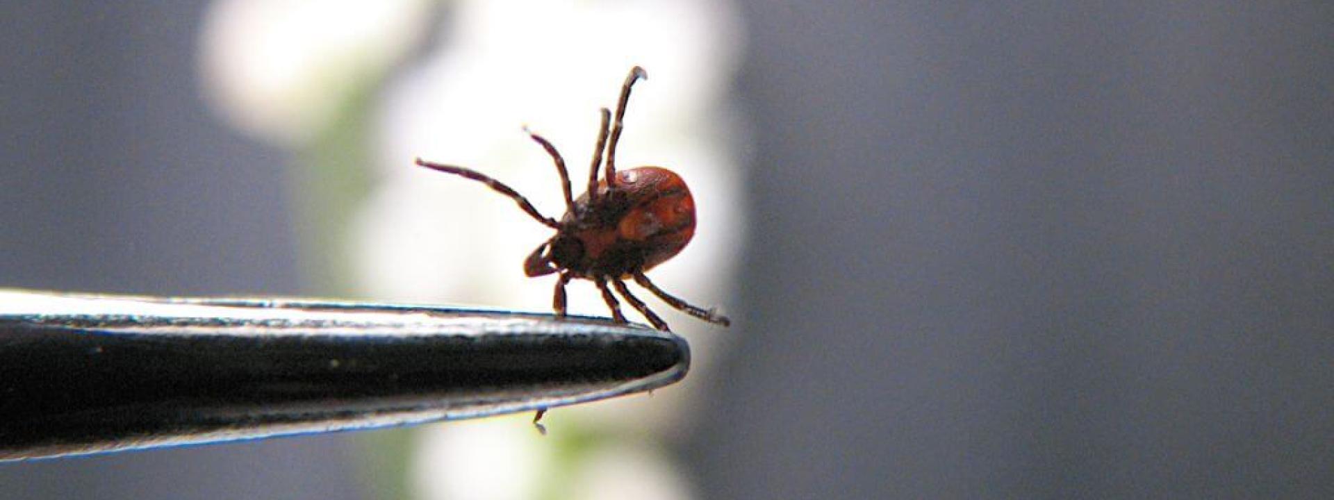 Close up of a tick that can affect dogs and cats with tick-borne illnesses.
