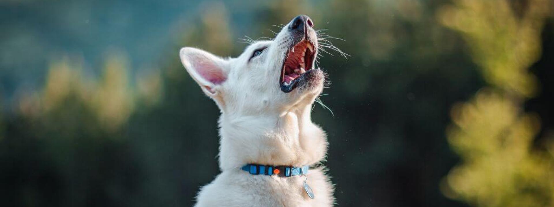 Dog sick with canine influenza virus spraying aerosols 