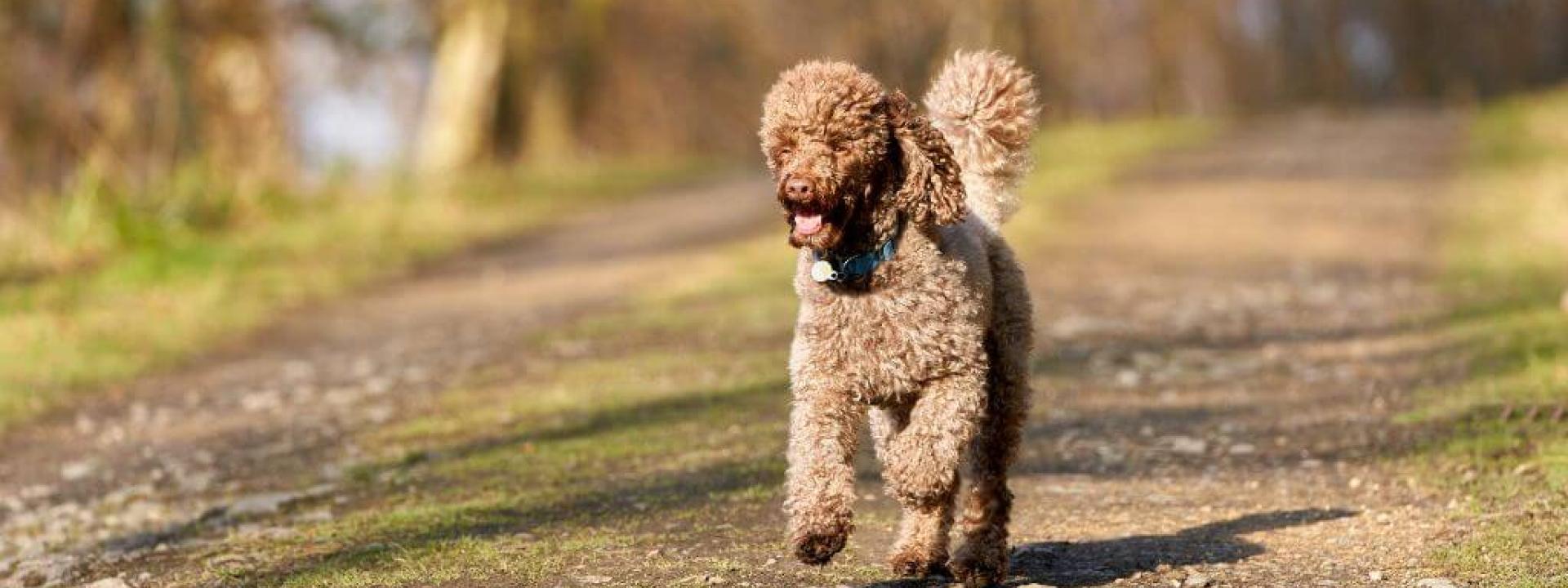 Why Miniature Poodles Remain a Top Choice for a Canine Companion Despite These 3 Health Issues