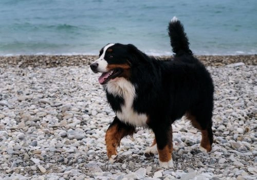 Bernese Mountain Dog Breed, Geniusvets 3.