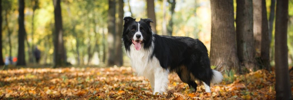 Border Collie, GeniusVets 1.