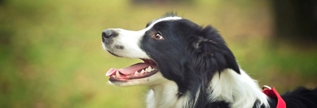 Border Collie, GeniusVets 2.