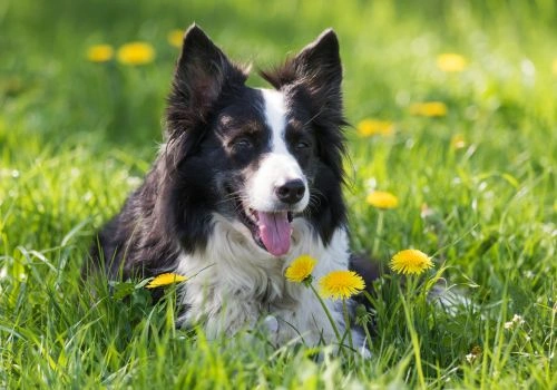 Border Collie Breed, Geniusvets 3.