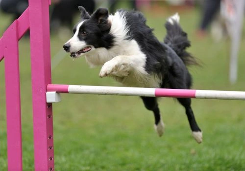 Border Collie Breed, Geniusvets 4.